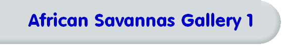 African Savannas Gallery 1
