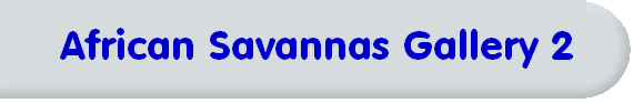 African Savannas Gallery 2