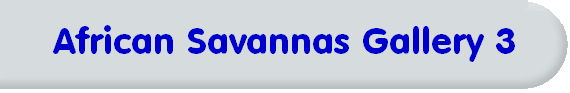 African Savannas Gallery 3