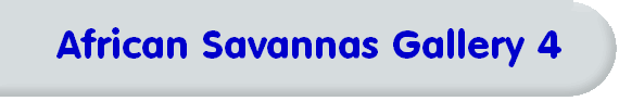 African Savannas Gallery 4