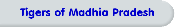 Tigers of Madhia Pradesh